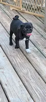 Sammy, a male Pug for sale in Wakeman, OH – 1 of 2