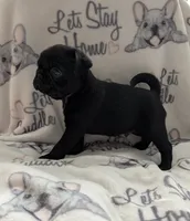 Akc black male, a male Pug for sale in Vermilion, OH – 2 of 3