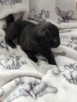 Akc Silver male , a male Pug for sale in Vermilion, OH – 2 of 2