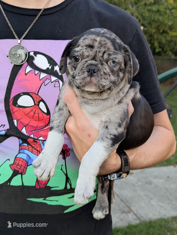 Merle boy, a male Pug for sale in Vermilion, OH – Photo 1 of 2