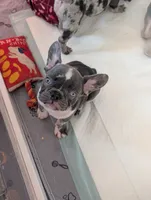 Frenchie male, a male French Bulldog for sale in Vermilion, OH – 1 of 6