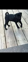 Freddie , a male Pug for sale in Wakeman, OH – 3 of 3