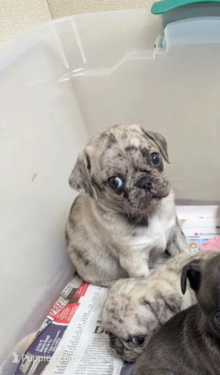 Fergus – Pug puppy for sale in Vermilion, OH