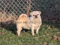 Jack, a male Pug for sale in Vermilion, OH – Photo 1 of 2