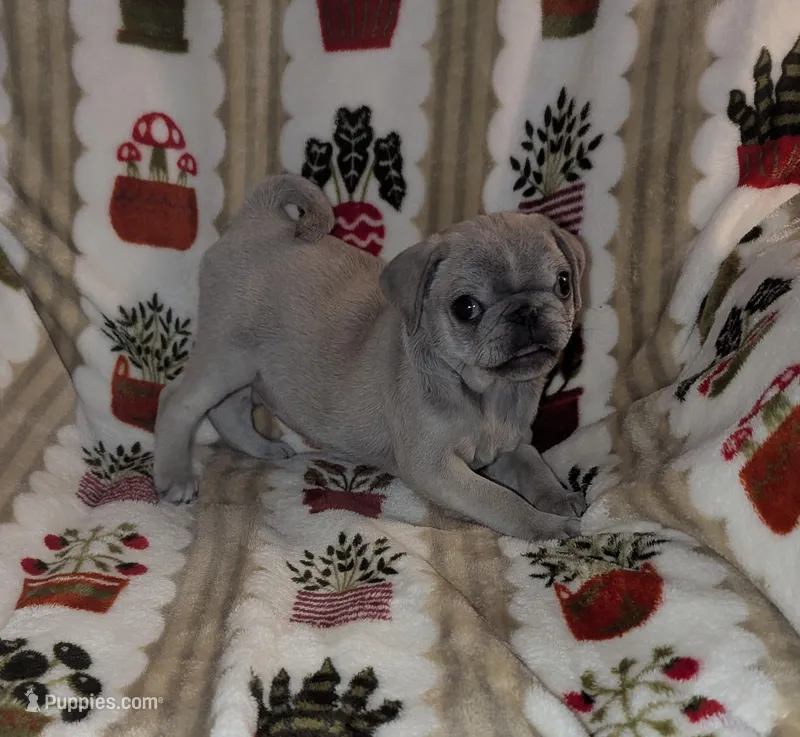 Little chinchilla male