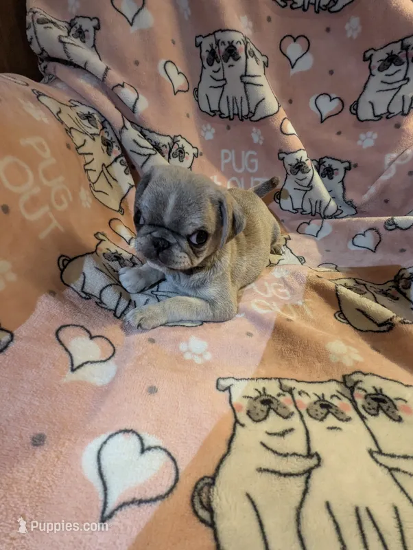 Little chinchilla male