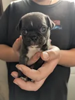 Little silver boy, a male Pug for sale in Wakeman, OH – 6 of 6