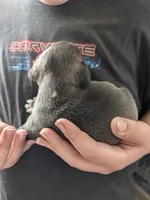 Little silver boy, a male Pug for sale in Wakeman, OH – 2 of 6