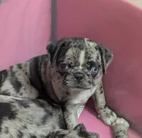 Fancy merle female , a female Pug for sale in Vermilion, OH – 2 of 8