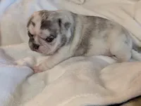 Chinchilla Merle male , a male Pug for sale in Vermilion, OH – 7 of 7