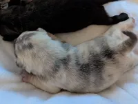 Chinchilla Merle male , a male Pug for sale in Vermilion, OH – 2 of 3