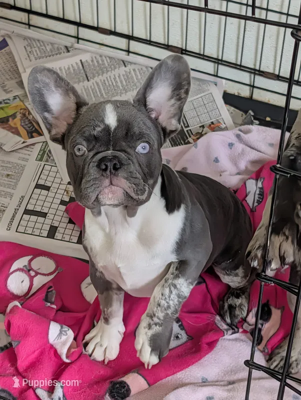 Little blue boy – French Bulldog puppy for sale in Vermilion, OH