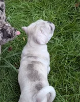 Chinchilla Merle male , a male Pug for sale in Vermilion, OH – 2 of 9