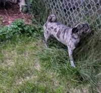 Mocha spayed female , a female Pug for sale in Vermilion, OH – 3 of 3