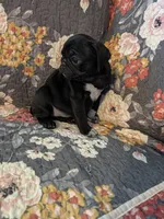 Buster, a male Pug for sale in Vermilion, OH – 3 of 4