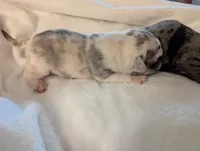 Chinchilla Merle male , a male Pug for sale in Vermilion, OH – 3 of 3
