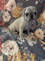 Harold , a male Pug for sale in Vermilion, OH – 3 of 7