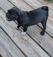 Sammy, a male Pug for sale in Wakeman, OH – 2 of 2