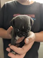 Little silver boy, a male Pug for sale in Wakeman, OH – 4 of 6