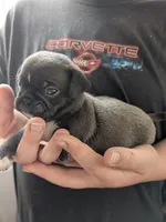 Little silver boy, a male Pug for sale in Wakeman, OH – 3 of 6