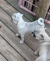 Girl, a female Pug for sale in Wakeman, OH – 4 of 4