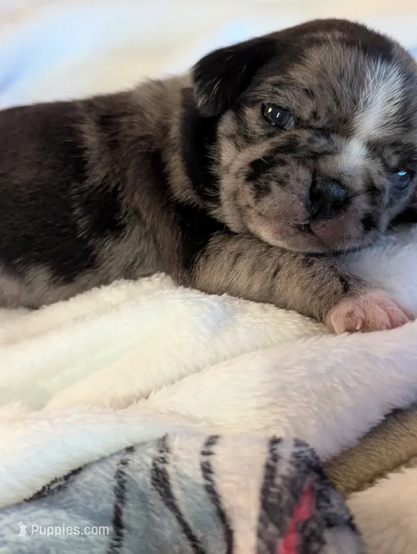 Fancy merle female  – Pug puppy for sale in Vermilion, OH