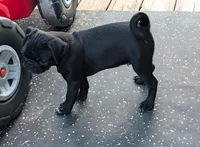 Freddie , a male Pug for sale in Wakeman, OH – 2 of 3