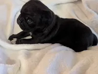 Shadow , a male Pug for sale in Vermilion, OH – 1 of 5