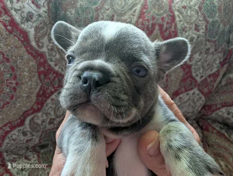 Frenchie 2, a male French Bulldog for sale in Vermilion, OH – 1 of 2