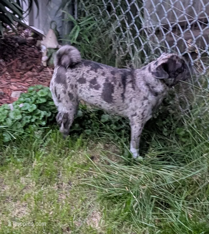 Mocha spayed female  – Pug puppy for sale in Vermilion, OH