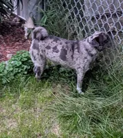 Mocha spayed female , a female Pug for sale in Vermilion, OH – 1 of 3