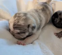 Chinchilla Merle male , a male Pug for sale in Vermilion, OH – 1 of 3