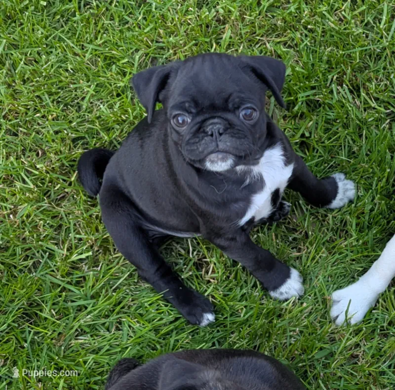Timmy – Pug puppy for sale in Vermilion, OH