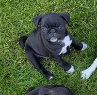 Timmy, a male Pug for sale in Vermilion, OH – 1 of 1