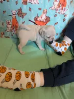 White female , a female Pug for sale in Vermilion, OH – Photo 3 of 3