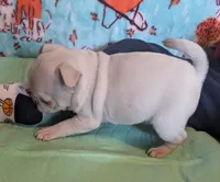 White female , a female Pug for sale in Vermilion, OH – Photo 2 of 3