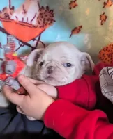 White female , a female Pug for sale in Vermilion, OH – Photo 1 of 3