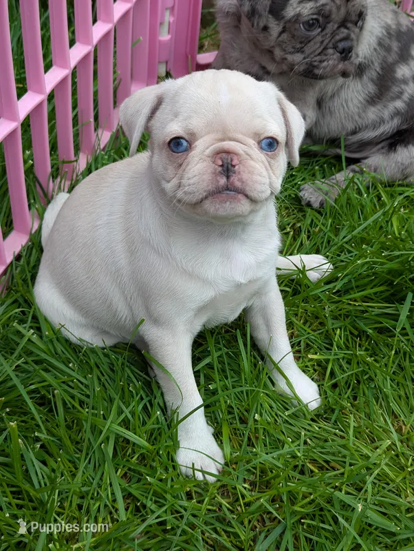 White female  – Pug puppy for sale in Vermilion, OH