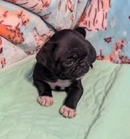 Black male, a male Pug for sale in Vermilion, OH – Photo 2 of 2