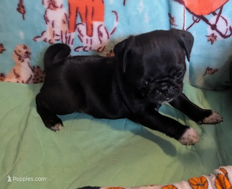 Black male – Pug puppy for sale in Vermilion, OH