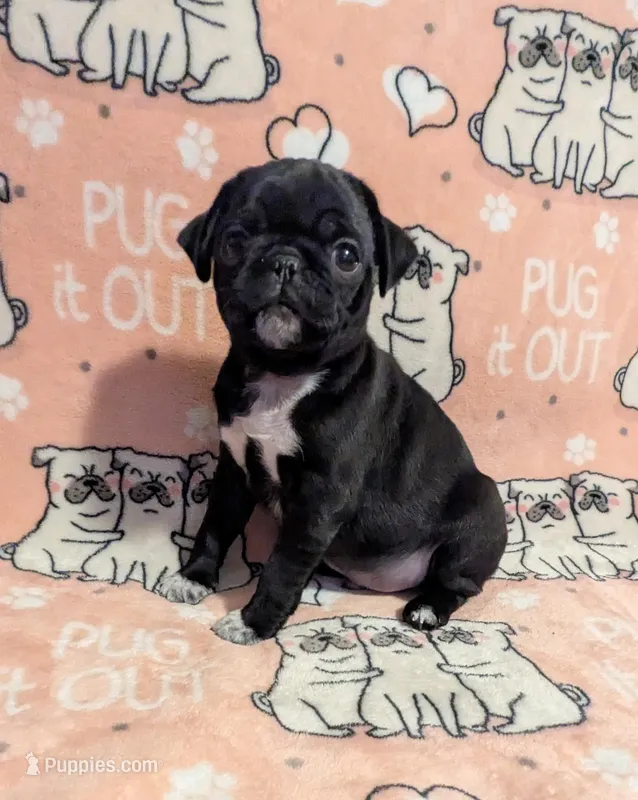 Black male – Pug puppy for sale in Vermilion, OH