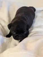 Shadow , a male Pug for sale in Vermilion, OH – 3 of 5