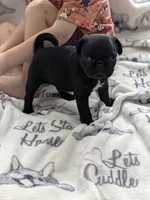 Akc black male, a male Pug for sale in Vermilion, OH – 3 of 3