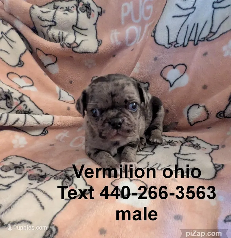 Spot – Pug puppy for sale in Vermilion, OH