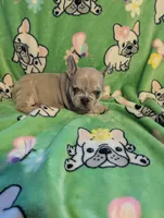 Frenchie 1, a male French Bulldog for sale in Vermilion, OH – 6 of 8