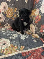Buster, a male Pug for sale in Vermilion, OH – 2 of 4