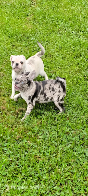 Adorable Merle female  – Pug puppy for sale in Vermilion, OH