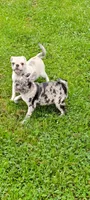 Adorable Merle female , a female Pug for sale in Vermilion, OH – 1 of 6