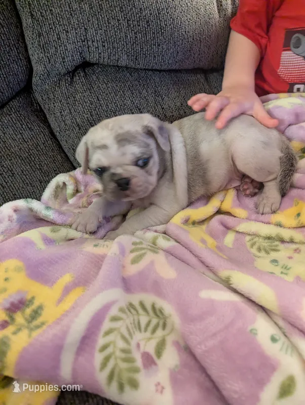 Chinchilla Merle male  – Pug puppy for sale in Vermilion, OH