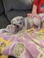 Chinchilla Merle male , a male Pug for sale in Vermilion, OH – 3 of 7